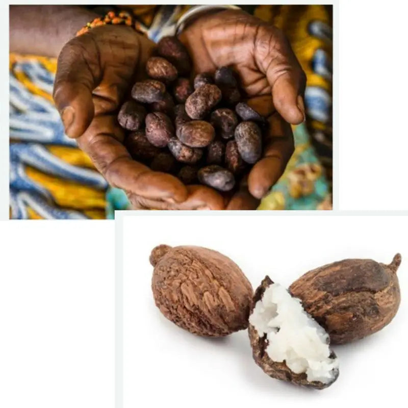 Top image: Hands holding shea nuts, bottom image: Shea nut split open with white butter-like substance.