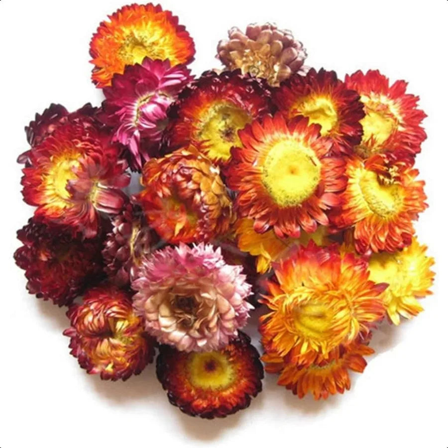 Colorful bouquet of dried flowers on a white background
