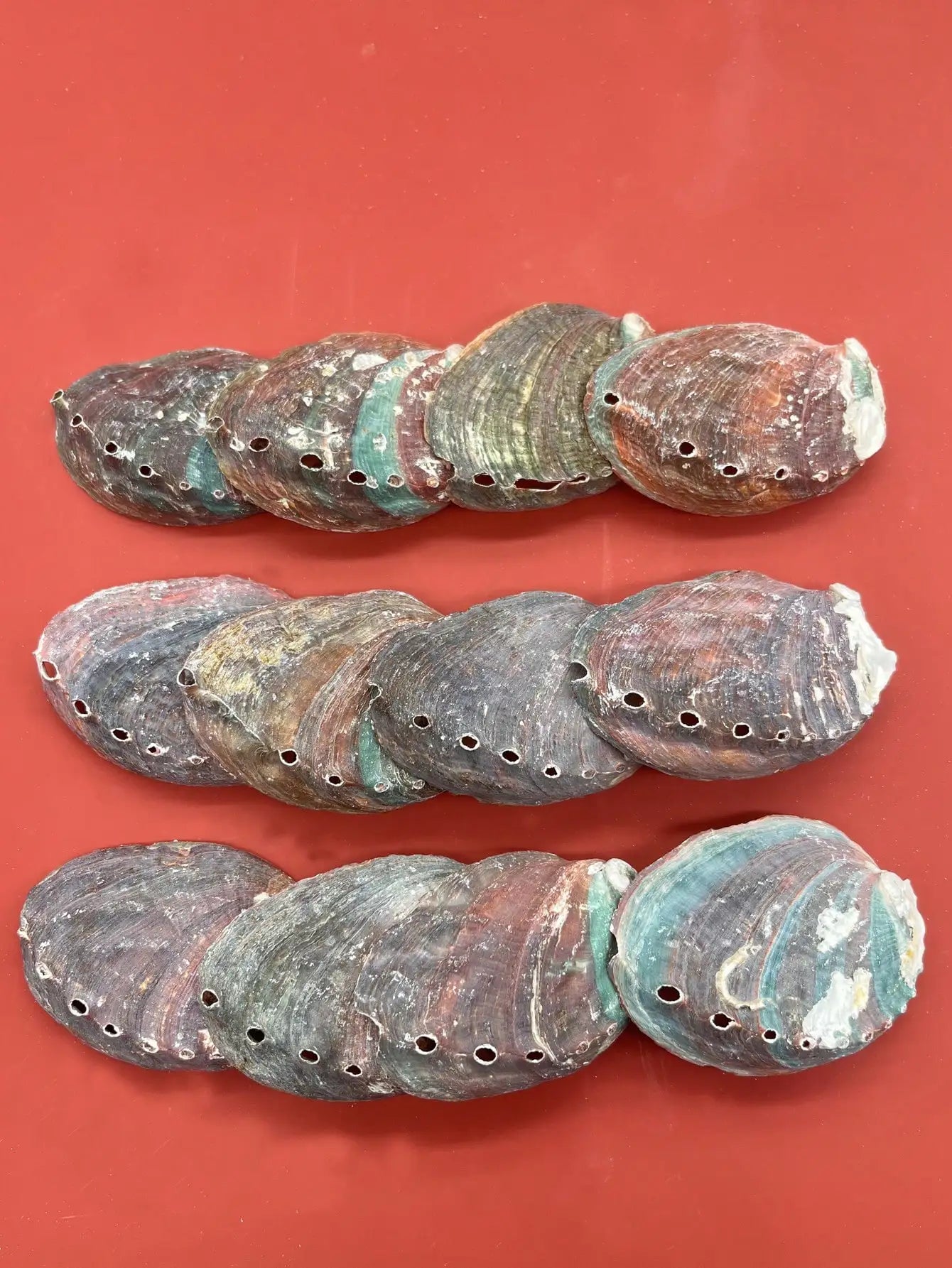 Abalone shells with drilled holes on a red background