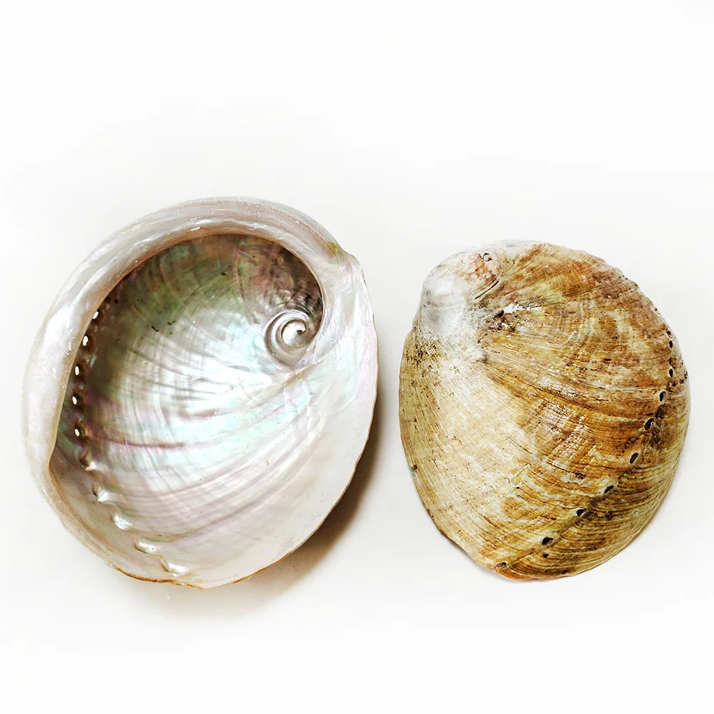 Two shells on a white background
