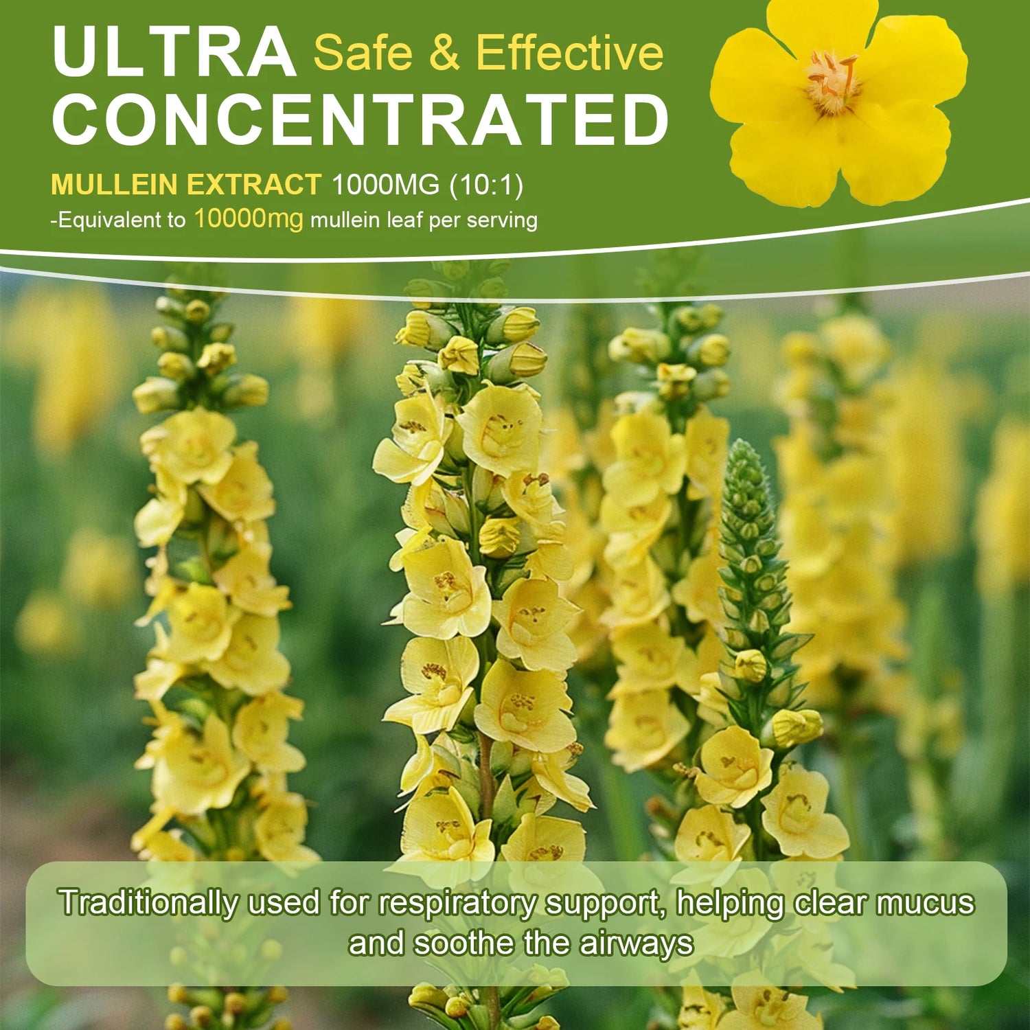Mullein flowers with text about ultra-safe and effective mullein extract on a green background