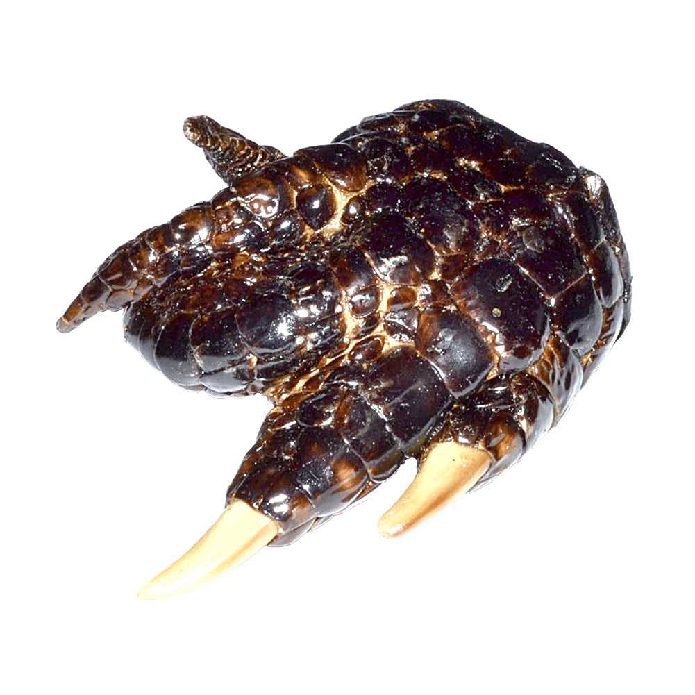 Alligator Claw, natural luck charm for mojo bags