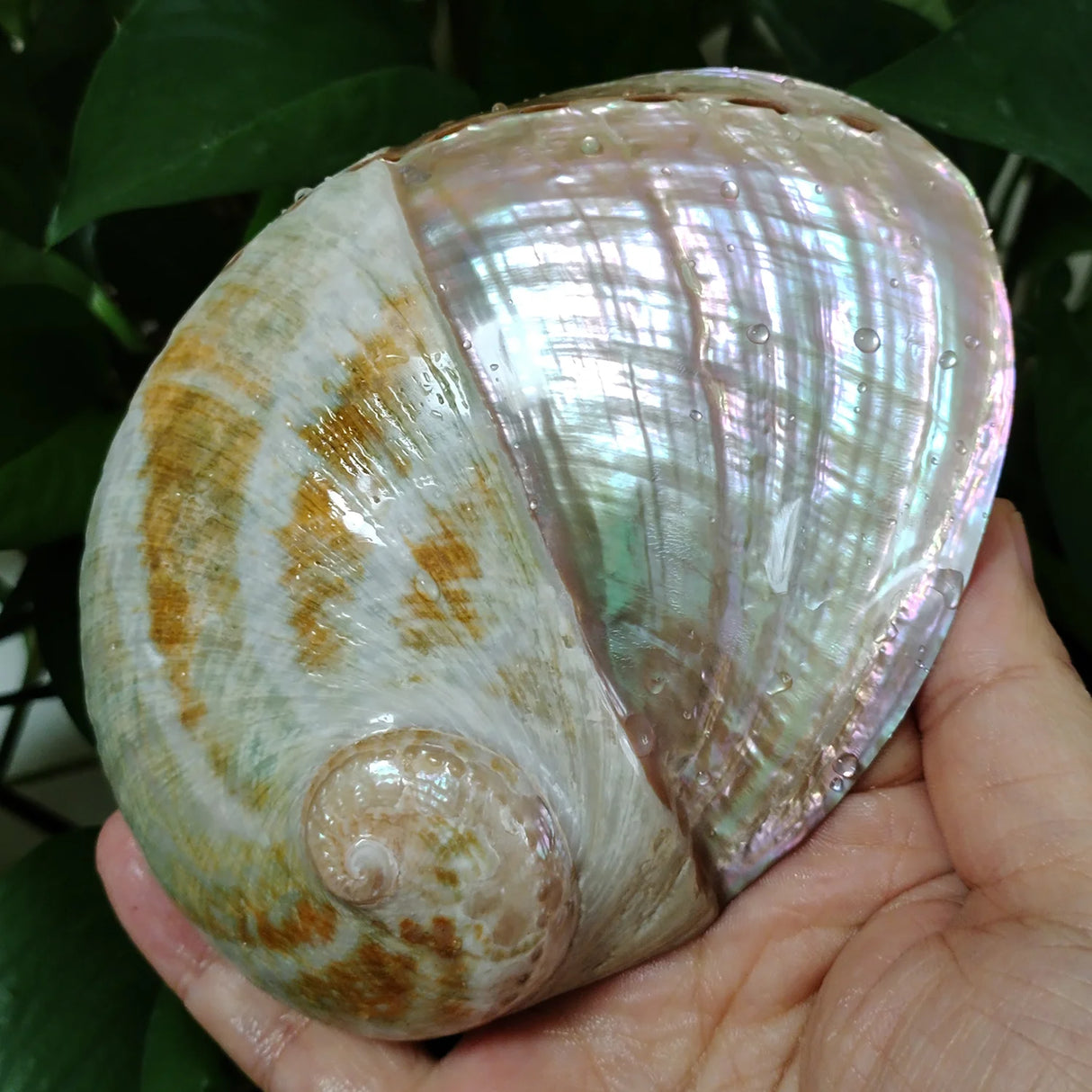 Decorative Paua Abalone smudge shell with tripod stand for ritual smoke cleansing, incense use, and sacred decor.