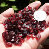Hand holding red gemstones with a coin for scale against a blurred natural background