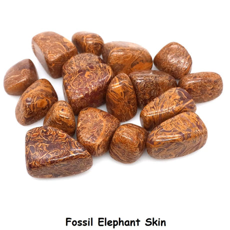 Brown marbled stones labeled 'Fossil Elephant Skin' on a white background