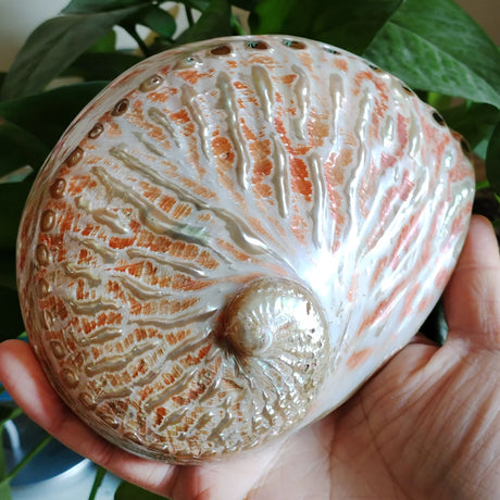 Decorative shell with intricate patterns held in a hand against a green leafy background