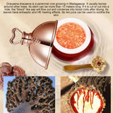 Dracaena draco plant with a container of red sap, spoon, and close-up of sap flow.