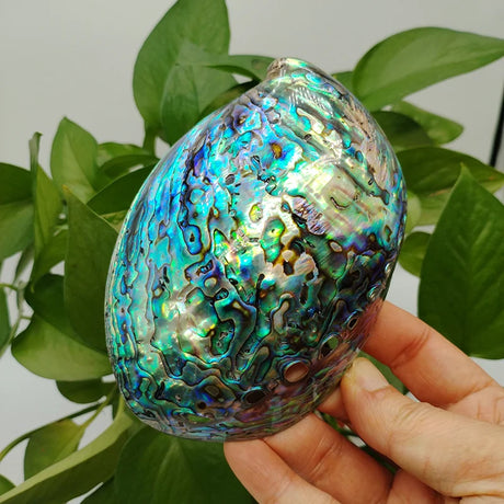 Iridescent shell held by a hand with a green leafy background