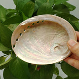 Hand holding a large shell with green leaves in the background
