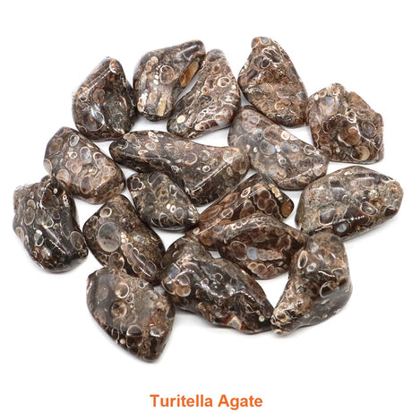 Turritella Agate stones on a white background