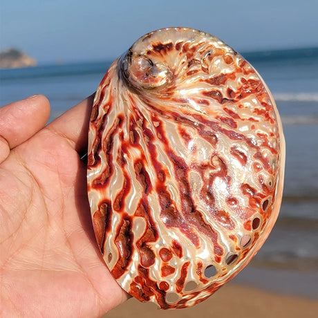 Hand holding a large, patterned shell with a beach and ocean in the background