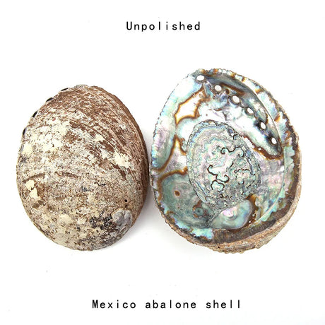 Two Mexico abalone shells on a white background with 'Unpolished' text above.
