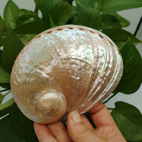 Iridescent shell held by a hand with green leaves in the background