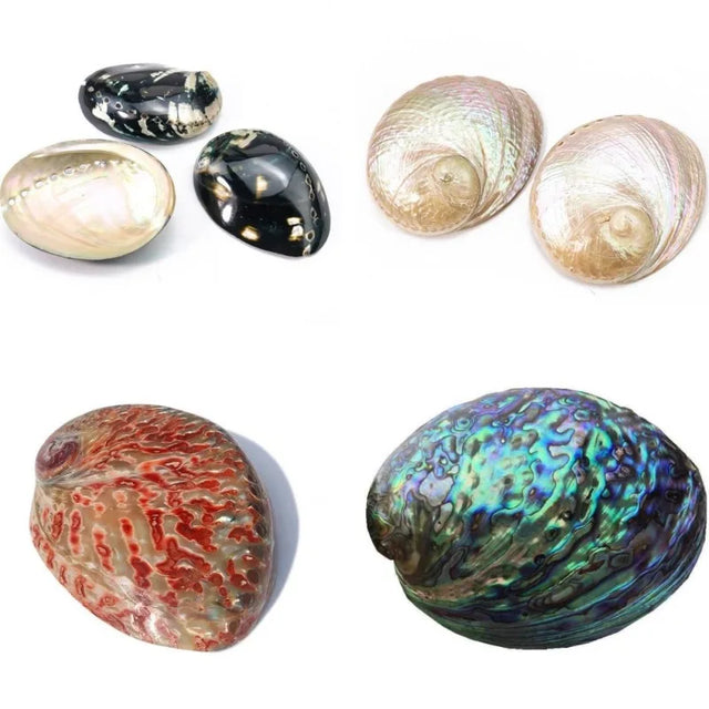 Collection of various shells on a white background