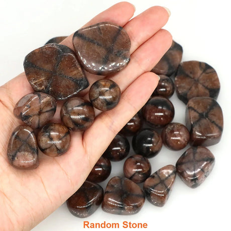 Hand holding a collection of brown stones with a white background