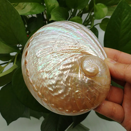 Iridescent shell held by a hand with a green leafy background