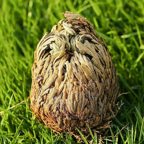 Close-up of a textured object resembling a pine cone on grass