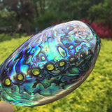 Close-up of a colorful abalone shell held against a blurred green outdoor background