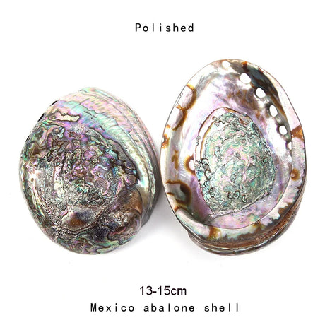 Two polished Mexico abalone shells on a white background with size indication.