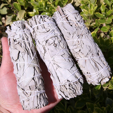 Three bundles of sage wrapped in twine held against a green leafy background