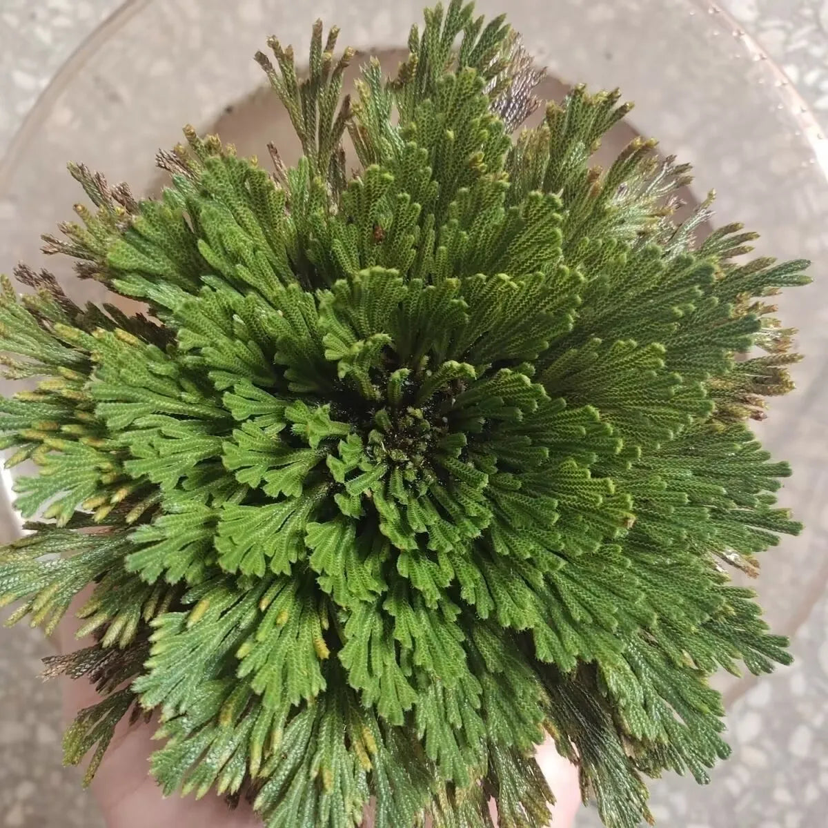 Green plant held in a hand with a blurred background