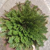 Green plant held in a hand with a blurred background