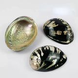 Three abalone shells on a white background