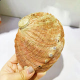 Hand holding a large shell with embedded pearls on a white surface