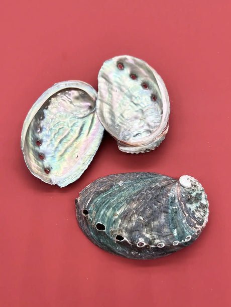 Two abalone shells on a red background