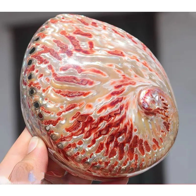 Close-up of a shell with red and white patterns held by a hand against a gray background