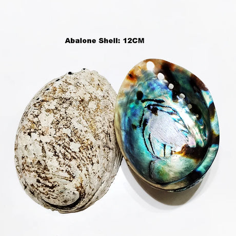 Two abalone shells, one natural and one colorful, on a white background.