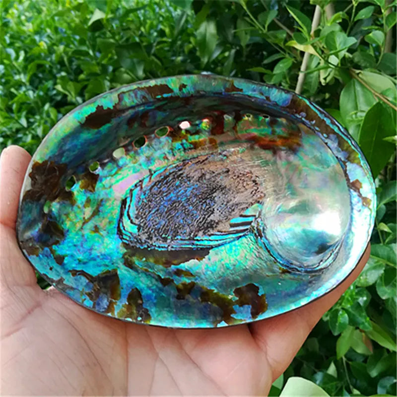 Hand holding a colorful abalone shell with a green leafy background