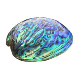 Multicolored abalone shell on a white background