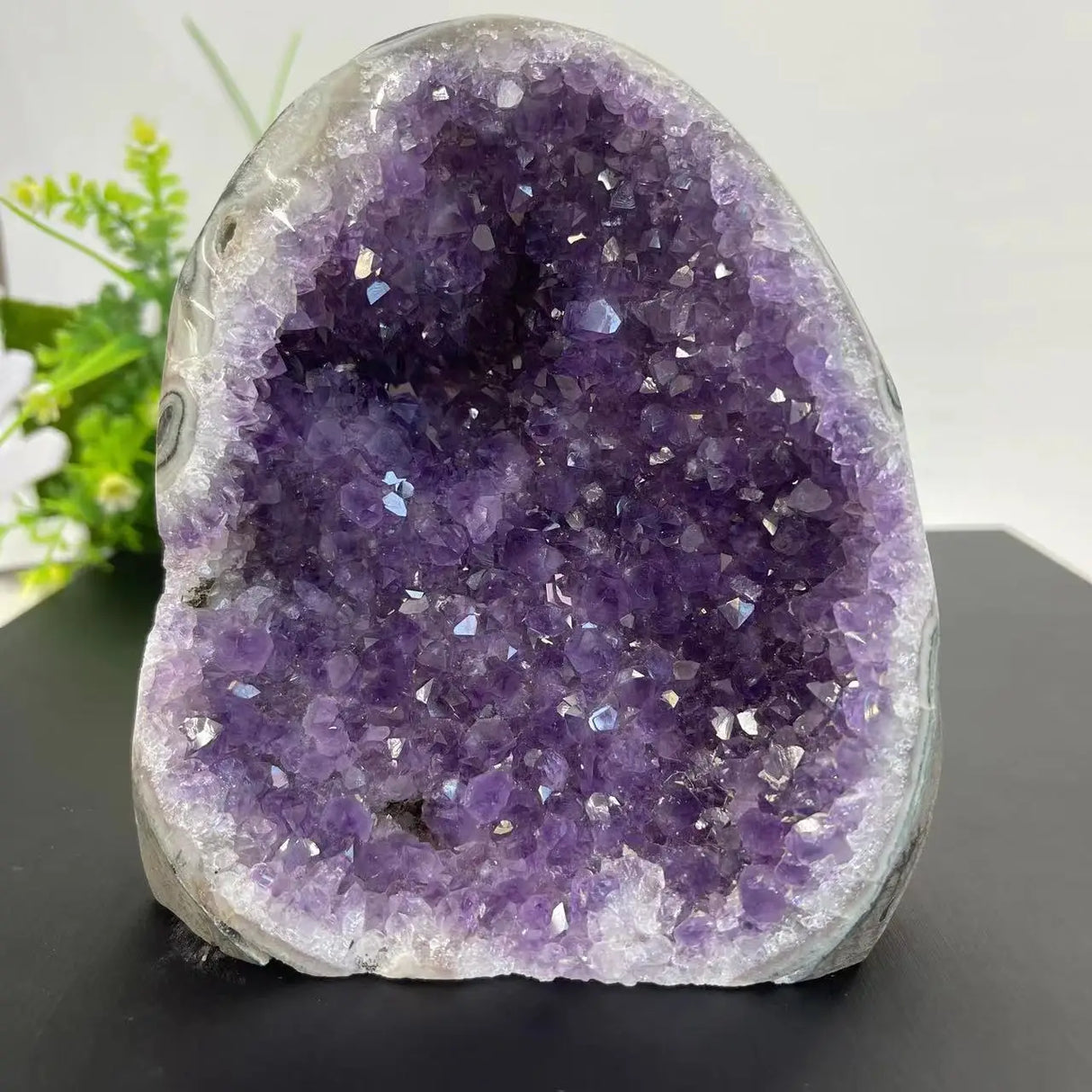 Amethyst crystal geode on a black surface with a blurred green plant in the background