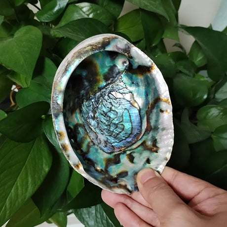 Person holding a large, iridescent shell with green leaves in the background