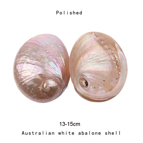 Two polished Australian white abalone shells on a white background with text indicating size and type.