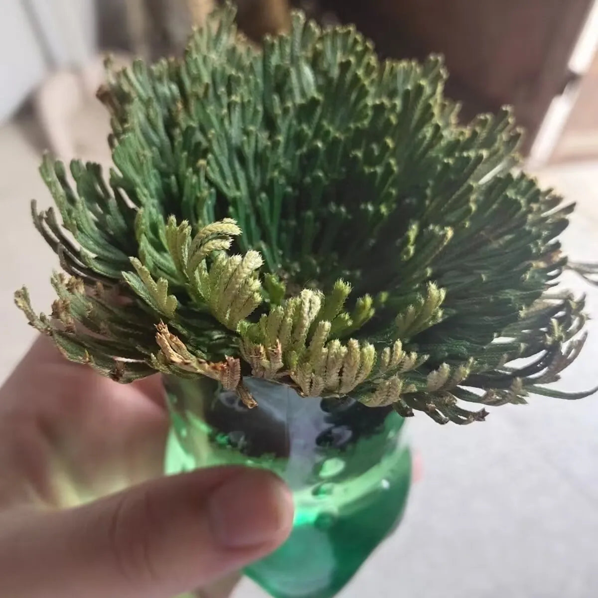 Small green plant in a clear vase held by a hand against a blurred background