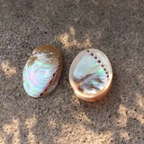Two abalone shells on a textured surface