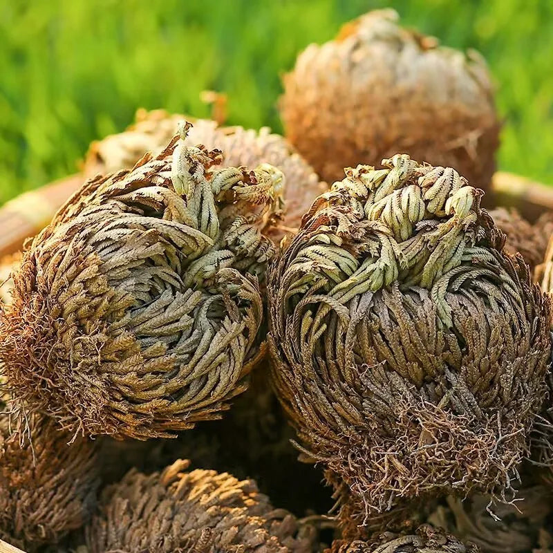 Close-up of dried acorns with a blurred green background