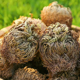 Close-up of dried acorns with a blurred green background