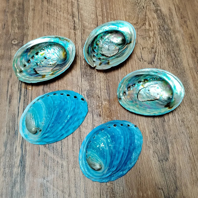 Set of five blue abalone shells on a wooden surface