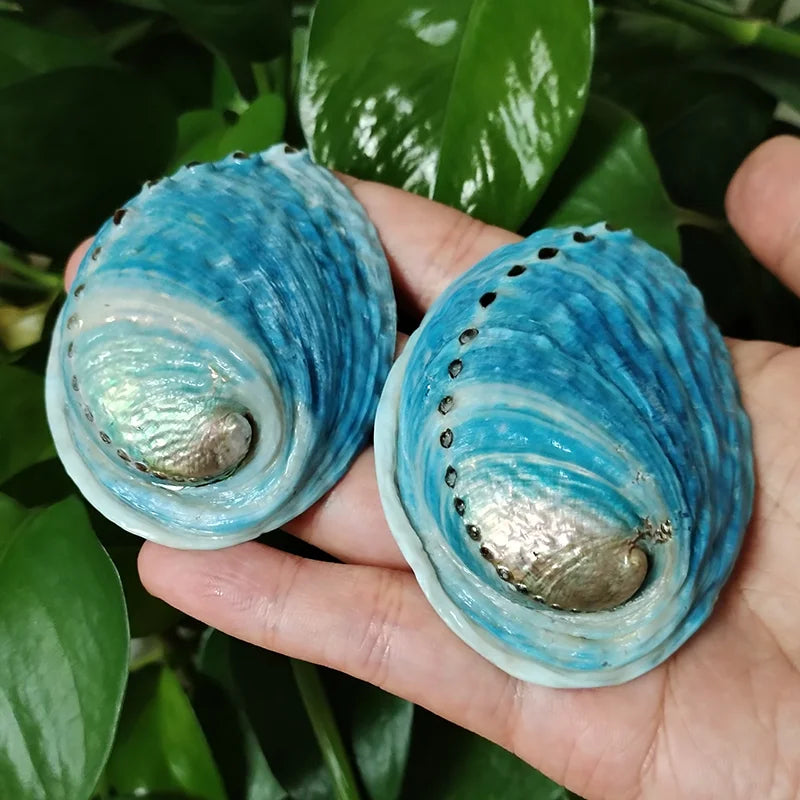 Two blue abalone shells held in a hand with green leaves in the background