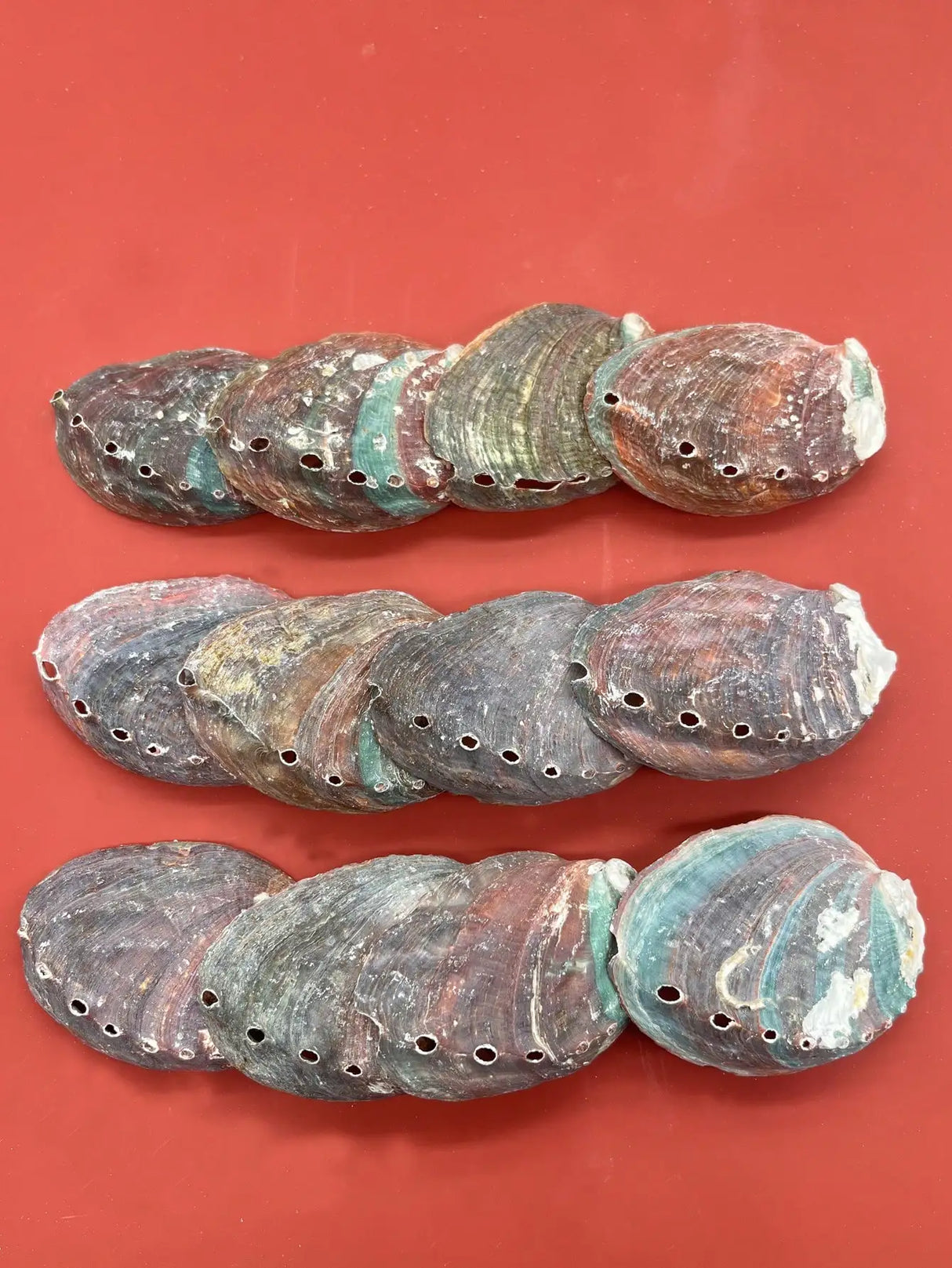 Abalone shells with drilled holes on a red background