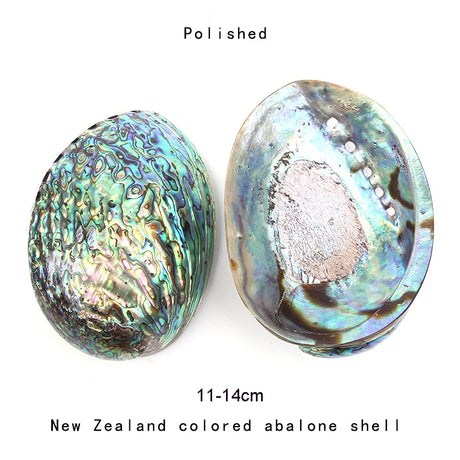 Two polished New Zealand colored abalone shells on a white background with text indicating size and origin.