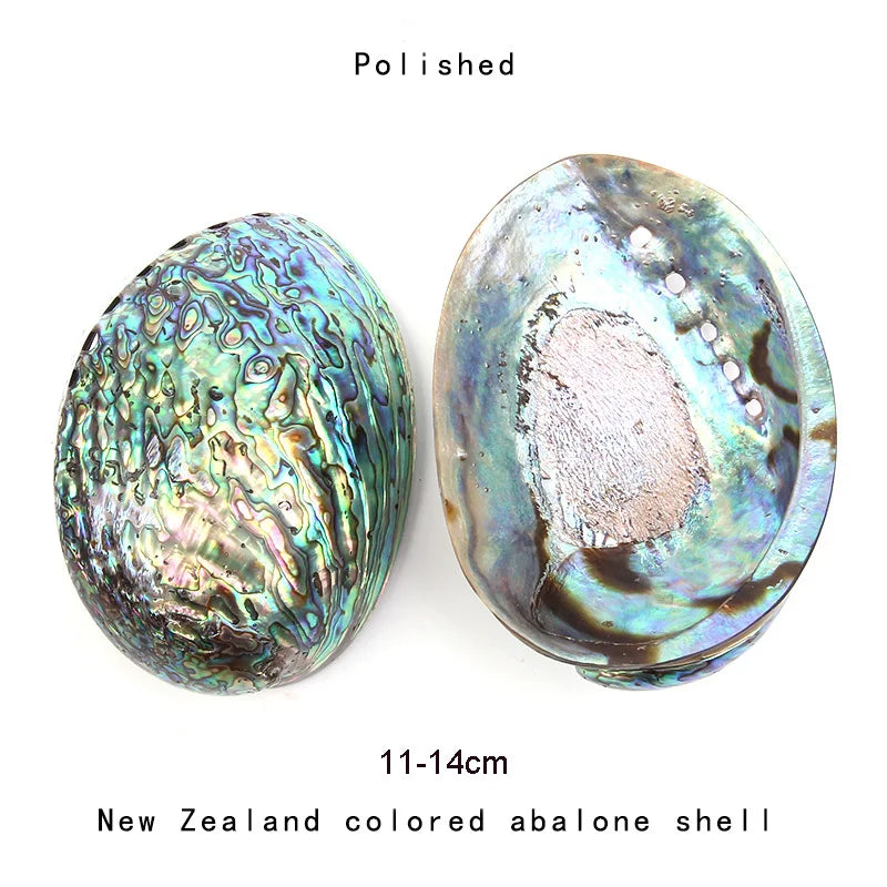 Two polished New Zealand colored abalone shells on a white background with text indicating size and origin.
