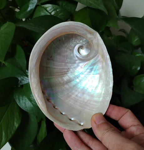 Hand holding a large shell with a natural pattern against a green leafy background