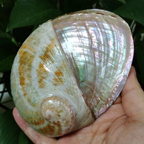 Hand holding a large shell with iridescent interior against a natural background