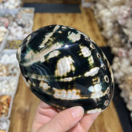 Hand holding a large, patterned shell with a blurred background of shelves with similar shells.