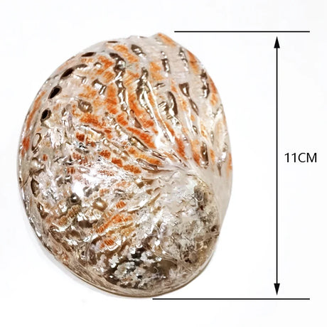 Decorative stone with orange and brown patterns, labeled with a measurement of 11cm.