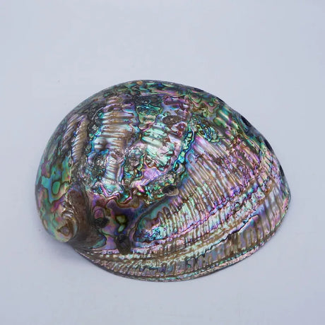 Multicolored abalone shell on a light gray background